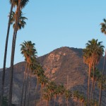 View of palm tree lined Mendocino Lane neighborhood in Altadena, Los Angeles County, showing the San Gabriel Mountains in the background.